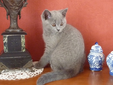 Chaton British Shorthair bleu