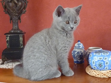 Chaton British Shorthair bleu