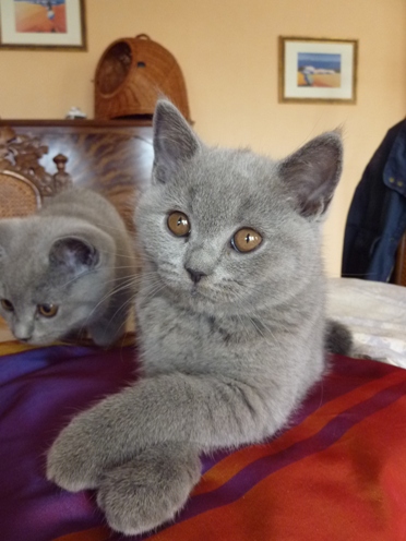 Chaton British Shorthair bleu