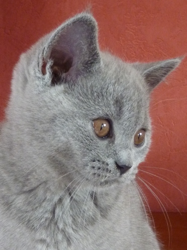 Chaton British Shorthair bleu