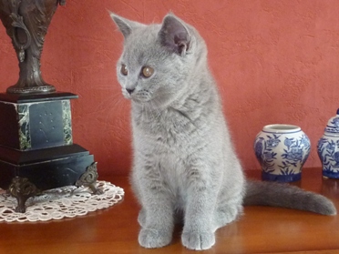 Chaton British Shorthair bleu