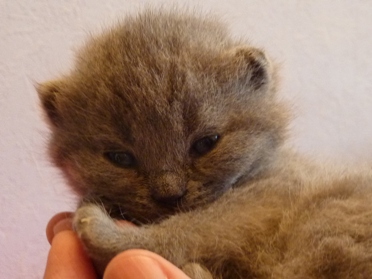 Chaton British Shorthair bleu