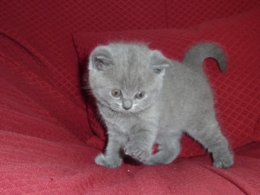 Chaton British Shorthair bleu