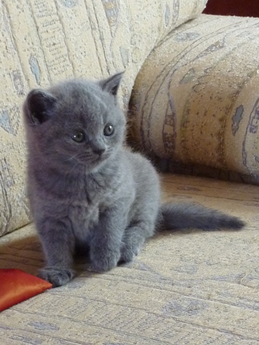 Chaton British Shorthair bleu