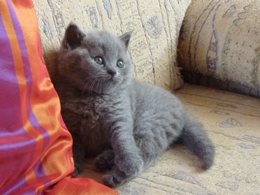 Chaton British Shorthair bleu