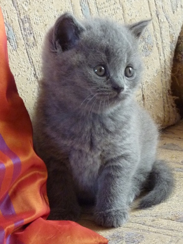 Chaton British Shorthair bleu