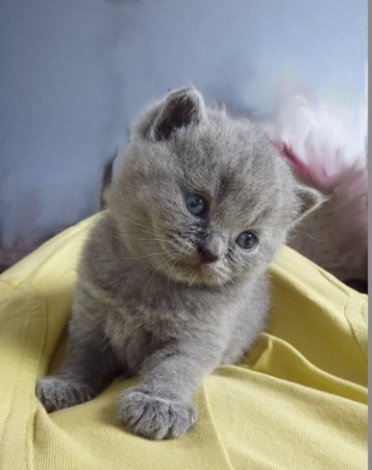 Chaton British Shorthair bleu