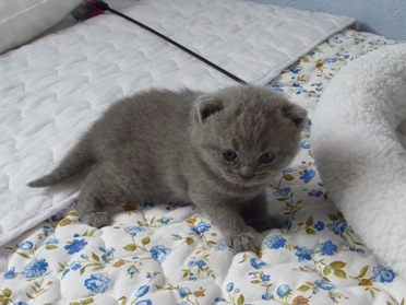 Chaton British Shorthair bleu