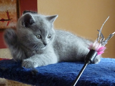 Chaton British Shorthair bleu