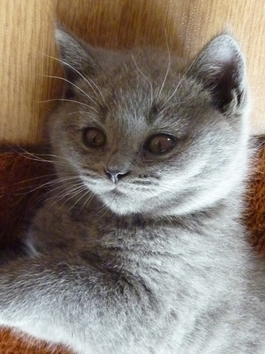 Chaton British Shorthair bleu