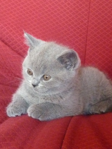 Chaton British Shorthair bleu