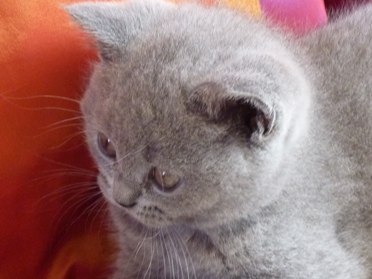 Chaton British Shorthair bleu