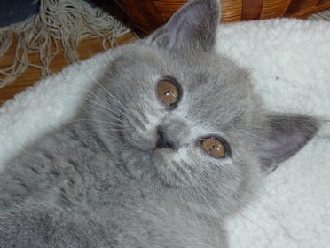Chaton British Shorthair bleu