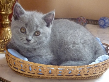 Chaton British Shorthair bleu