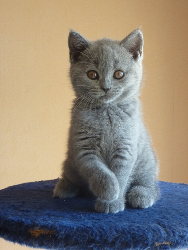 Chaton British Shorthair bleu