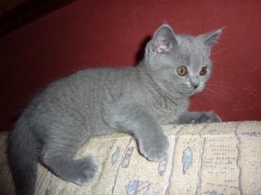 Chaton British Shorthair bleu