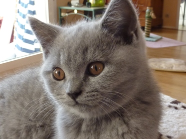 Chaton British Shorthair bleu