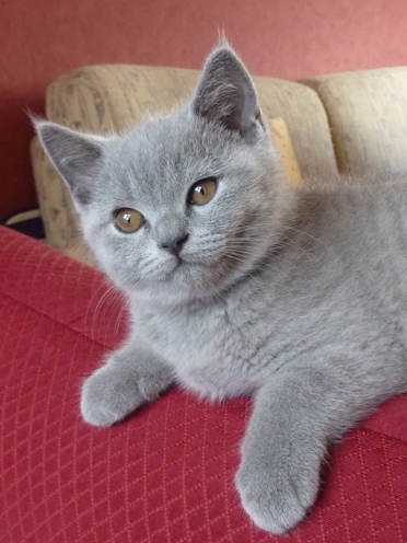 Chaton British Shorthair bleu