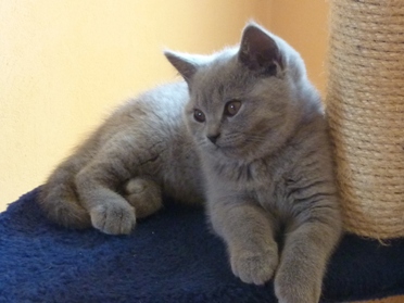 Chaton British Shorthair bleu