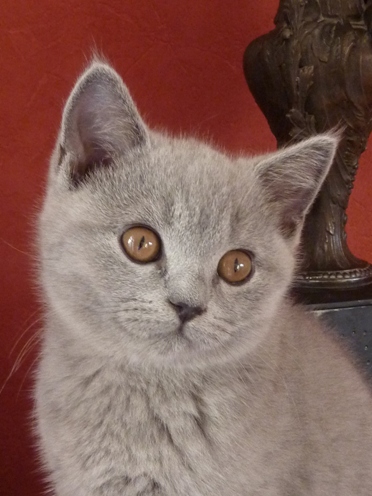Chaton British Shorthair bleu