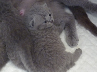 Chaton British Shorthair bleu
