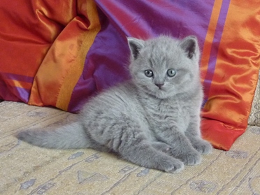 Chaton British Shorthair bleu