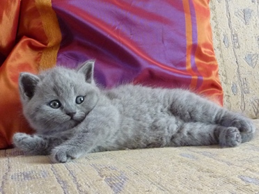 Chaton British Shorthair bleu