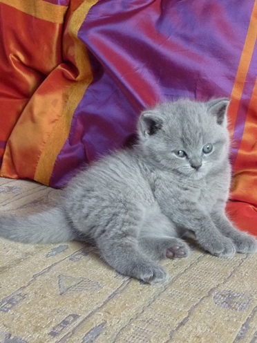 Chaton British Shorthair bleu
