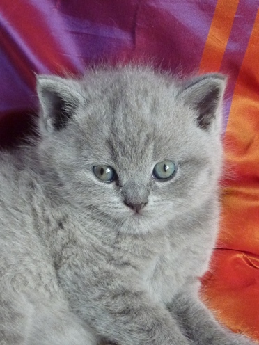 Chaton British Shorthair bleu