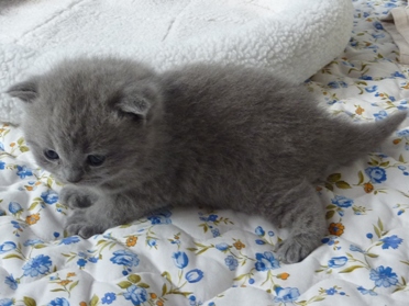 Chaton British Shorthair bleu