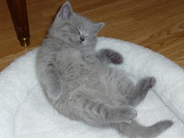 Chaton British Shorthair bleu