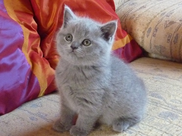 Chaton British Shorthair bleu
