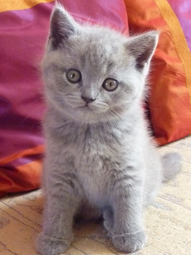 Chaton British Shorthair bleu