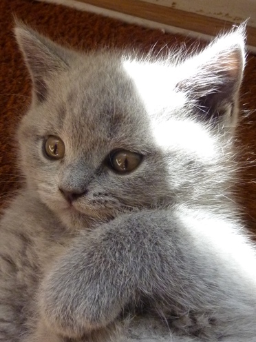 Chaton British Shorthair bleu