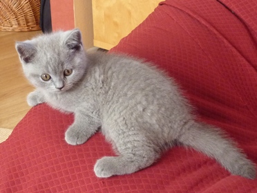 Chaton British Shorthair bleu