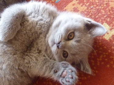 Chaton British Shorthair bleu