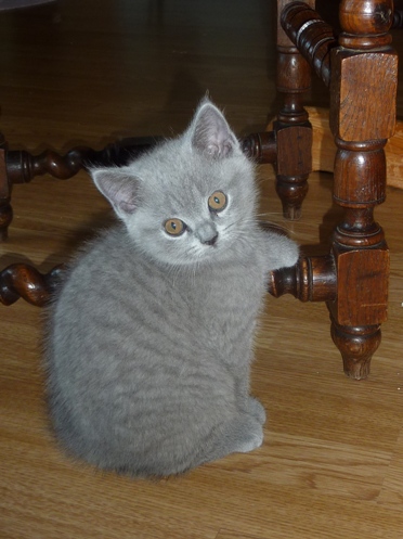 Chaton British Shorthair bleu