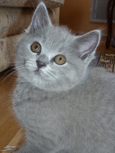 Chaton British Shorthair bleu