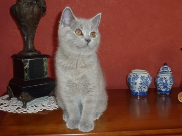 Chaton British Shorthair bleu