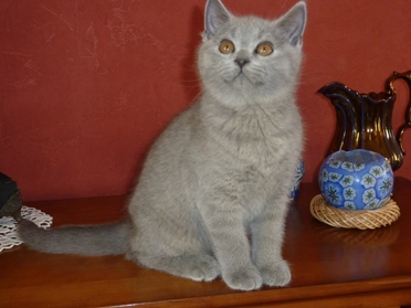 Chaton British Shorthair bleu
