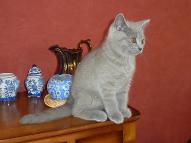 Chaton British Shorthair bleu