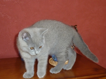 Chaton British Shorthair bleu