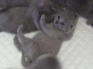Chaton British Shorthair bleu