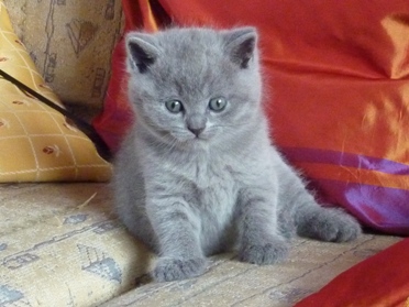 Chaton British Shorthair bleu