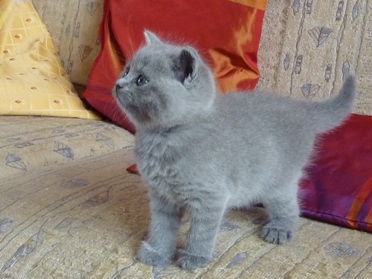 Chaton British Shorthair bleu