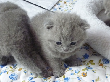 Chaton British Shorthair bleu