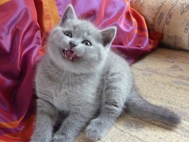 Chaton British Shorthair bleu