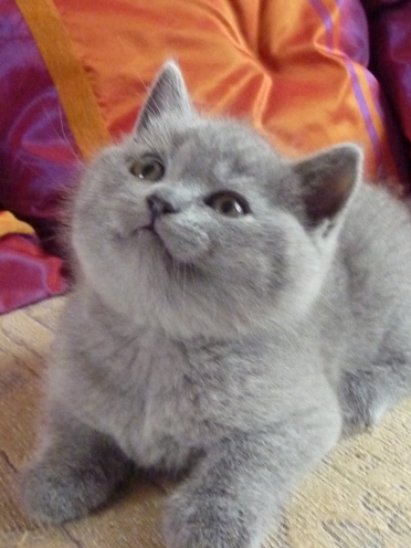 Chaton British Shorthair bleu