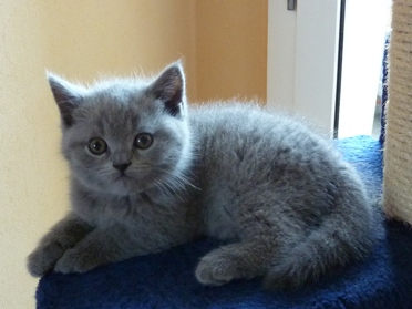 Chaton British Shorthair bleu