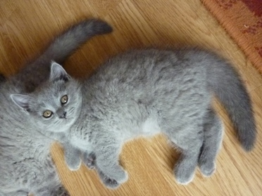 Chaton British Shorthair bleu